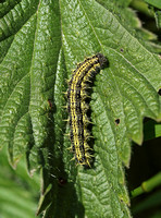 Small Tortoiseshell (Aglais urticae - Caterpillar)