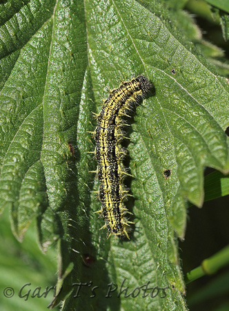 Small Tortoiseshell (Aglais urticae - Caterpillar)