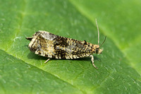 Celypha (Syricoris) lacunana (Common Marble/Dark Strawberry Tortrix)