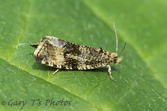 Celypha (Syricoris) lacunana (Common Marble/Dark Strawberry Tortrix)