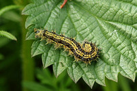 Small Tortoiseshell (Aglais urticae - Caterpillar)