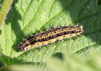 Small Tortoiseshell (Aglais urticae - Caterpillar)