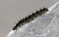 Small Tortoiseshell (Aglais urticae - Caterpillar)