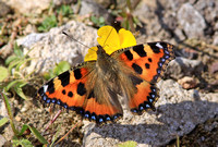 Small Tortoiseshell (Aglais urticae)