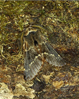 December Moth (Poecilocampa populi))