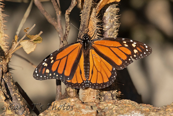 Monarch (Danaus plexippus - Male)