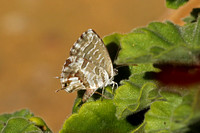 Geranium Bronze (Cacyreus marshalli)