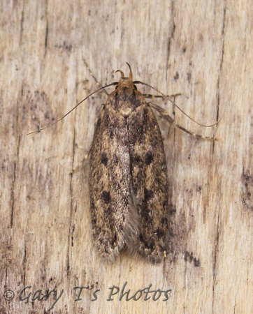 Hofmannophila pseudospretella (Brown House Moth)