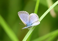 New Zealand Common Grass Blue (Zizina otis labradus)