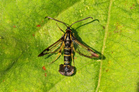 Currant Clearwing (Synanthedon tipuliformis - Male)