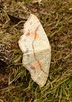 Maiden's Blush (Cyclophora punctaria)