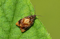 Ditula angustiorana (Red-barred Tortrix)