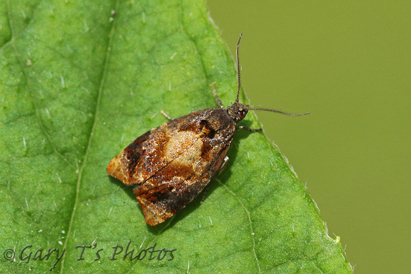 Ditula angustiorana (Red-barred Tortrix)