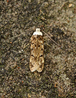 Endrosis sarcitrella (White-shouldered House-moth)