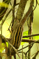 Western Striped Squirrel (Tamiops mcclellandii)