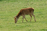 Red Deer (Cervus elaphus - Doe)