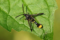 Orange-tailed Clearwing (Male)