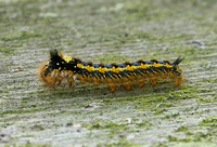 Drinker Moth (Euthrix potatoria - Caterpillar)