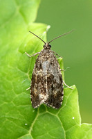 Celypha (Syricoris) lacunana (Common Marble/Dark Strawberry Tortrix)