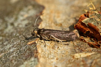 Prays ruficeps (Dark Ash Bud Moth)