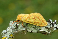 Ghost Moth (Hepialus humuli - Female)