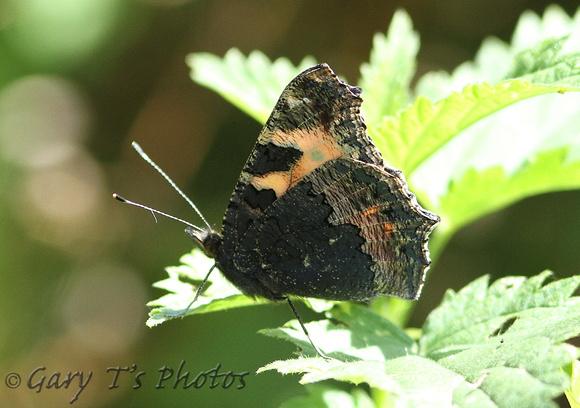 Small Tortoiseshell (Aglais urticae)