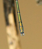 Willow Emerald (Chalcolestes viridis - Male)