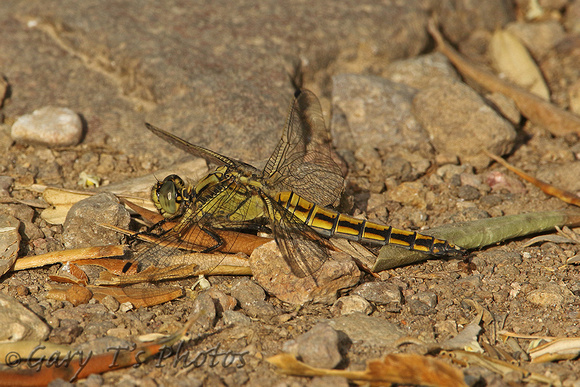 Black-tailed Skimmer (Orthetrum cancellatum - Female)