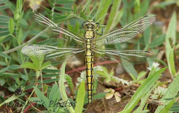 Black-tailed Skimmer (Orthetrum cancellatum - Female Immature)