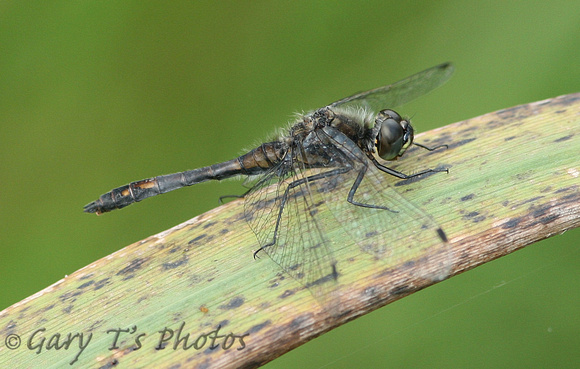 Black Darter (Sympetrum danae - Male)