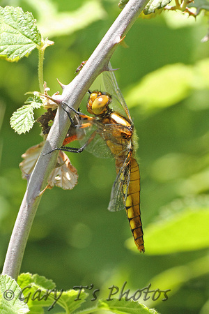 Broad-bodied Chaser (Libellula depressa - Female)