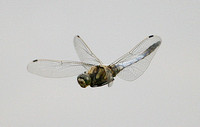 Black-tailed Skimmer (Orthetrum cancellatum - Male)