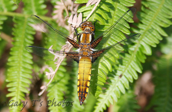 Broad-bodied Chaser (Libellula depressa - Male Immature)