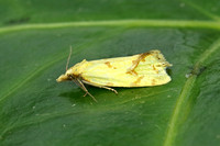 Agapeta hamana (Common Yellow Conch)