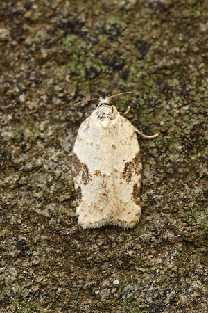 Acleris kochiella (Elm Button)