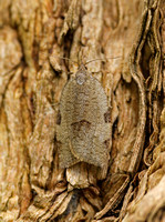 Lozotaenia forsterana (Large Ivy Tortrix)