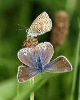 Common Blue (Polyommatus icarus - Females)
