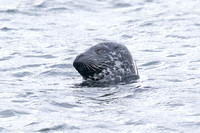 Common Seal (Phoca vitulina - Female)