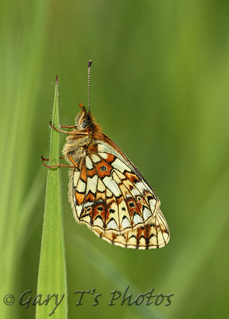 Small Pearl-bordered Fritillary (Boloria selene - Female)