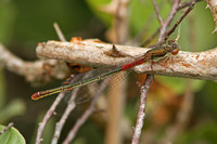 Small Red Damselfly (Ceriagrion tenellum - Female)