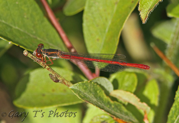 Small Red Damselfly (Ceriagrion tenellum - Male)