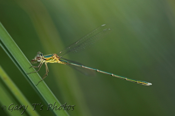 Eastern Willow Emerald (Chalcolestes parvidens - Male)