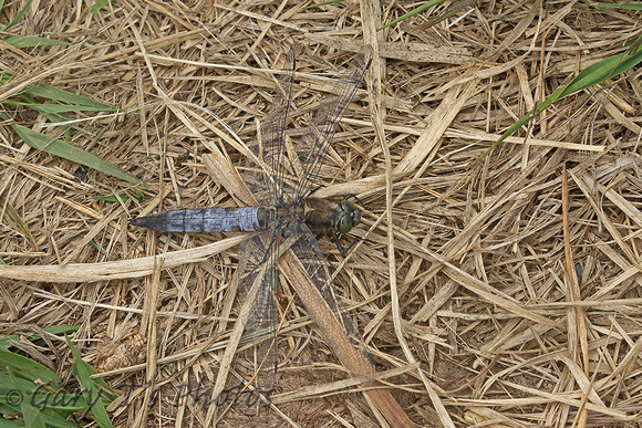 Black-tailed Skimmer (Orthetrum cancellatum - Male)