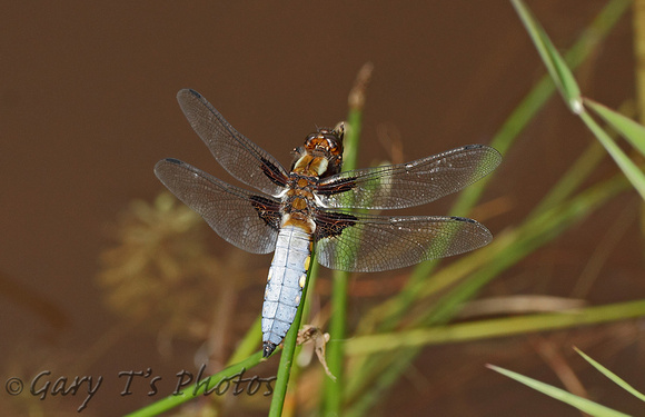 Broad-bodied Chaser (Libellula depressa - Male)