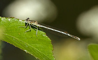 White-legged Damselfly (Platycnemis pennipes - Male Immature)