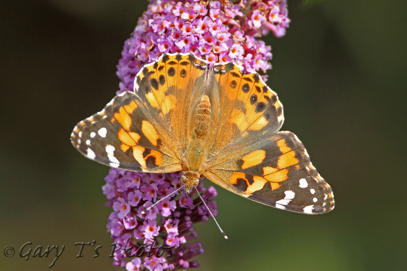 Painted Lady (Vanessa cardui)