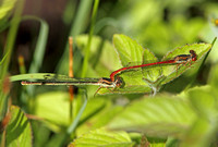 Small Red Damselfly (Ceriagrion tenellum - Pair)