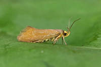 Crassa unitella (Golden-brown Tubic)