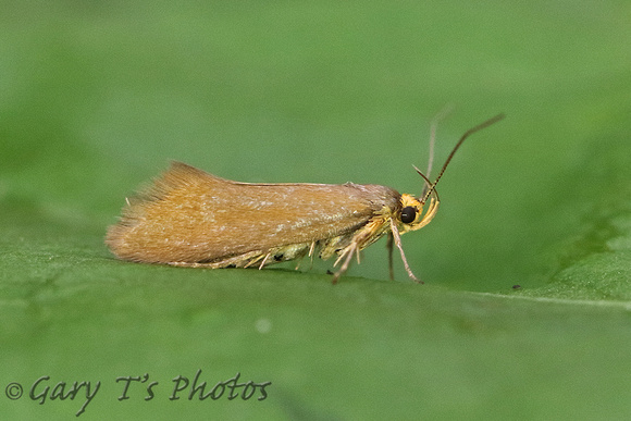 Crassa unitella (Golden-brown Tubic)