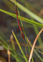 Small Red Damselfly (Ceriagrion tenellum - Pair)